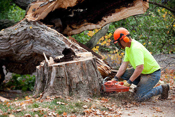 Best Lawn Renovation and Restoration  in Severna Park, MD