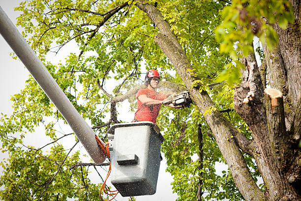 Best Tree Preservation Services  in Severna Park, MD